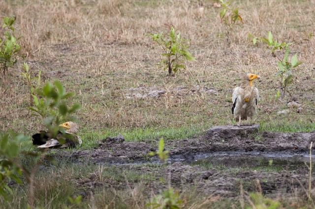 033 Bandavghar Nationaal Park, Witte Krenggier.jpg